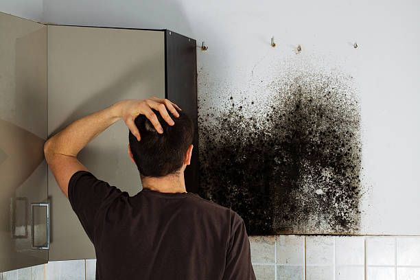 Best Mold Removal for HVAC Installations  in Port Orange, FL